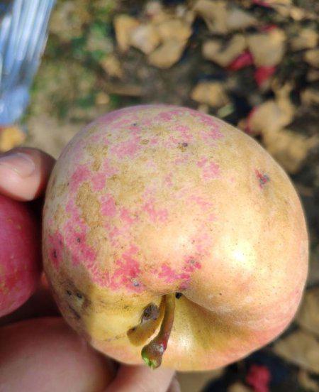 苹果的果锈是什么原因引起形成的