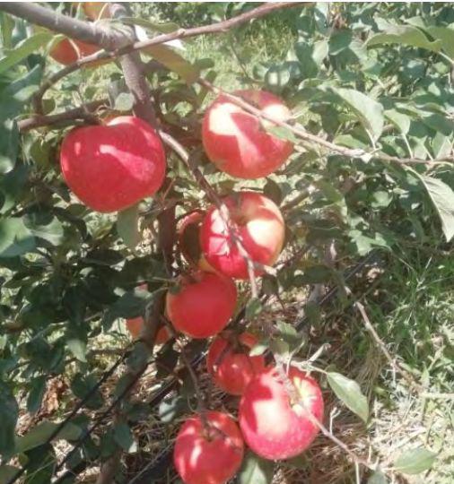 苹果的果锈是什么原因引起形成的