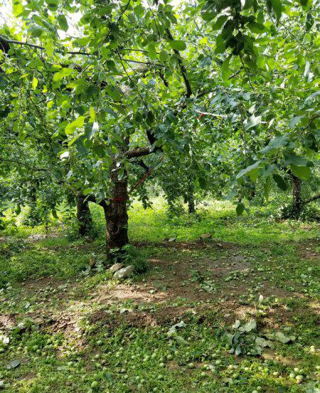 苹果的果锈是什么原因引起形成的