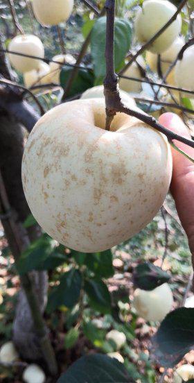 苹果的果锈是什么原因引起形成的