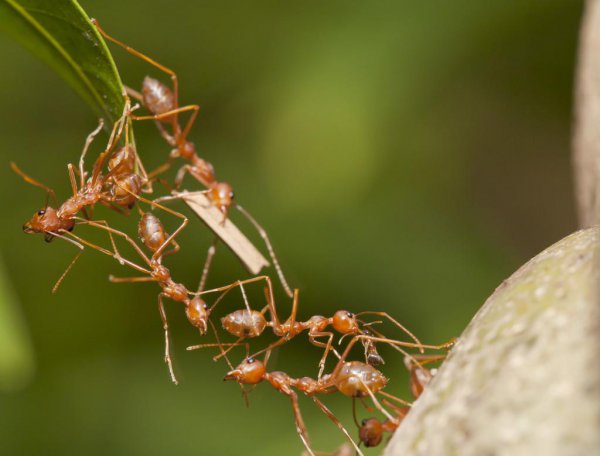 普通蚂蚁的寿命有多长