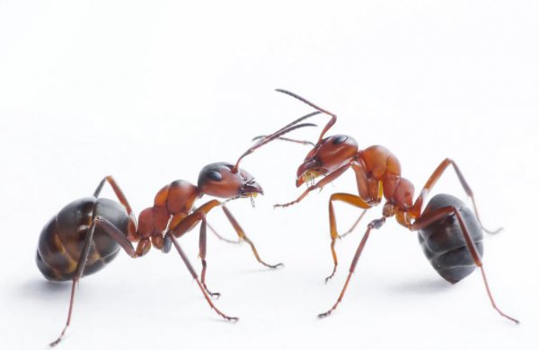 普通蚂蚁的寿命有多长