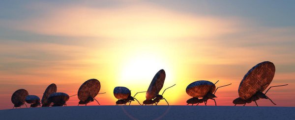 普通蚂蚁的寿命有多长