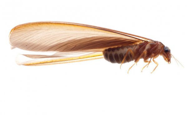 普通蚂蚁的寿命有多长