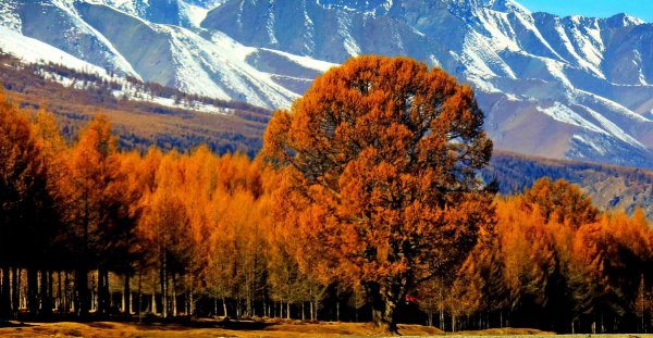 新疆最佳旅游时间是什么时候