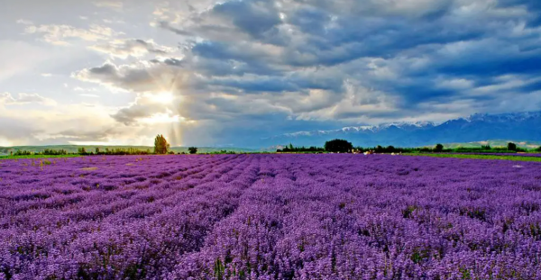 新疆最佳旅游时间是什么时候