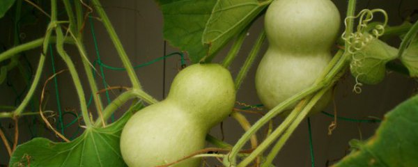 葫芦摆件的摆放位置