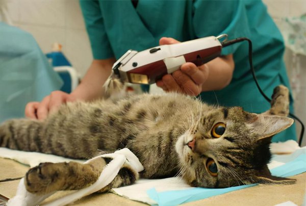 公猫不绝育的危害有哪些