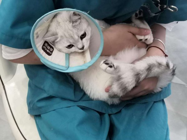 公猫不绝育的危害有哪些