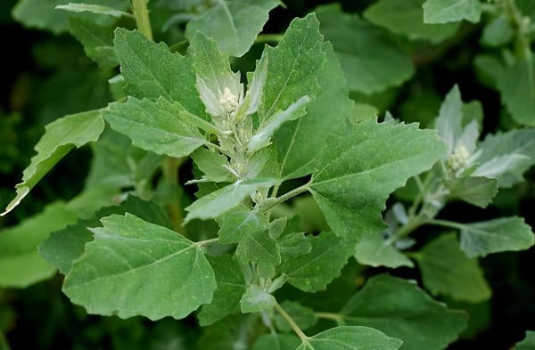 农村常见的野菜图片及名称