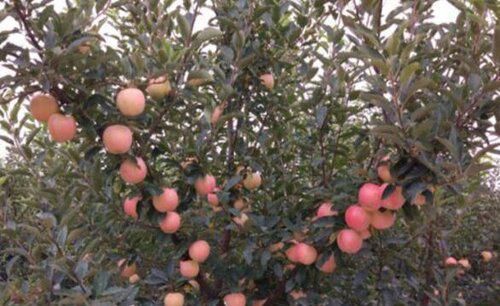 苹果树剪枝压枝正确方法