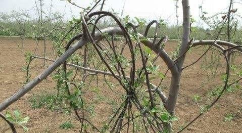 苹果树剪枝压枝正确方法