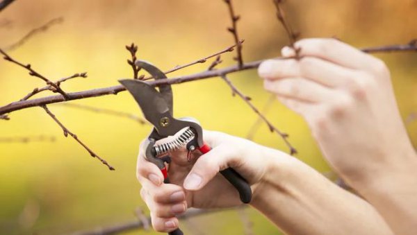 苹果树剪枝压枝正确方法