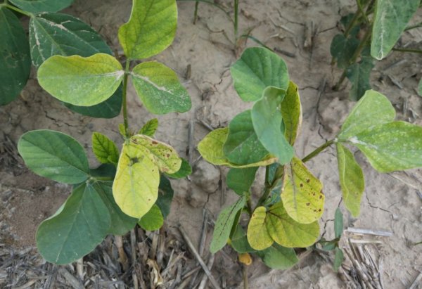 叶面喷施硼肥的最佳时间