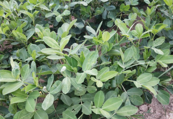 叶面喷施硼肥的最佳时间