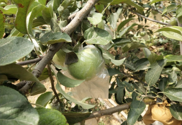 叶面喷施硼肥的最佳时间