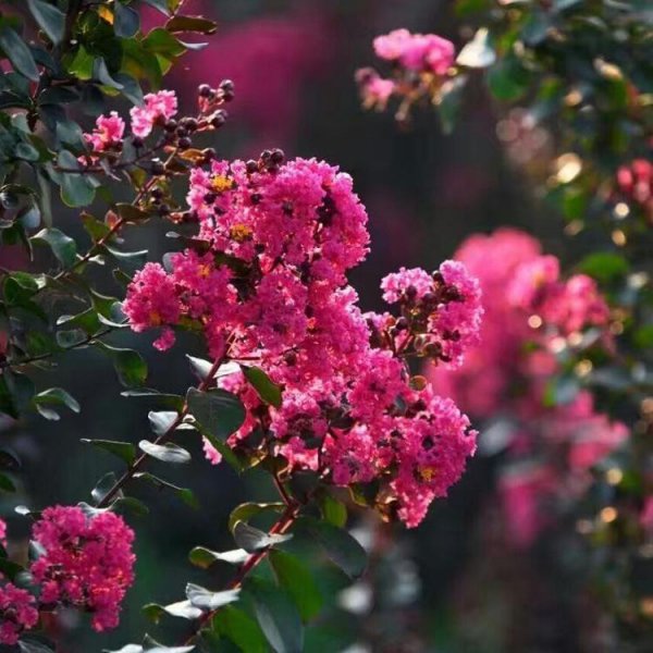 庭院适合种植什么花和树寓意好