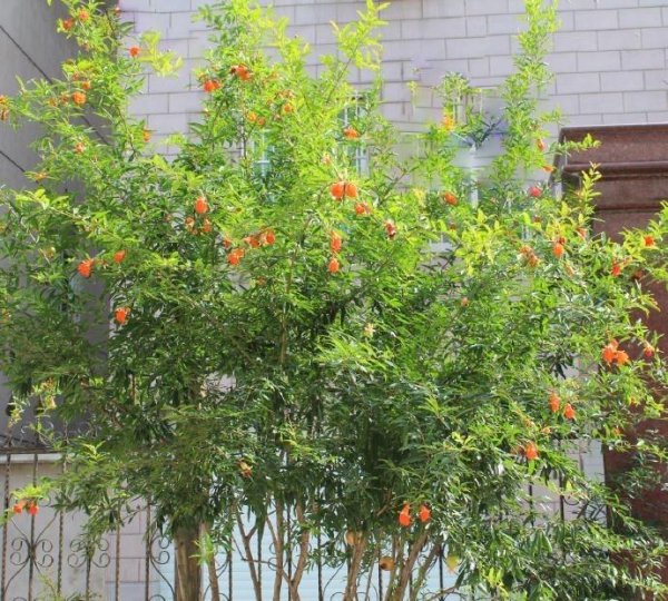 庭院适合种植什么花和树寓意好