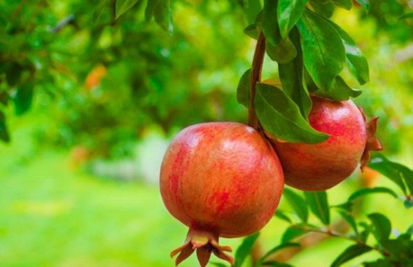 庭院适合种植什么花和树寓意好