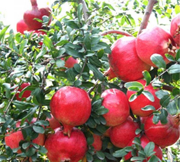 庭院适合种植什么花和树寓意好