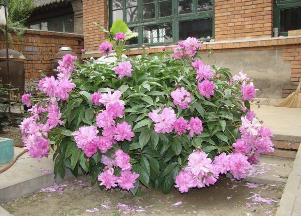 庭院适合种植什么花和树寓意好