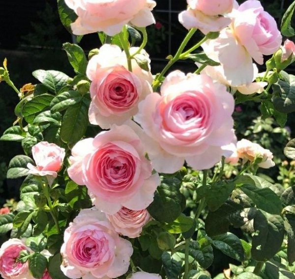 庭院适合种植什么花和树寓意好