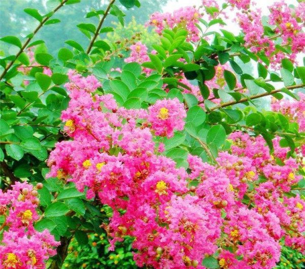 庭院适合种植什么花和树寓意好