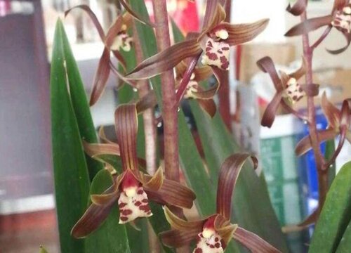 墨兰叶片有黑斑如何进行解决