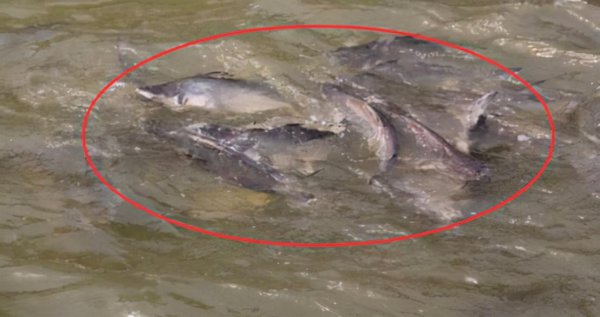 四川雅女湖在哪里