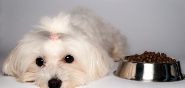 千万别养马尔济斯