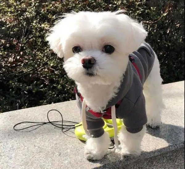 千万别养马尔济斯