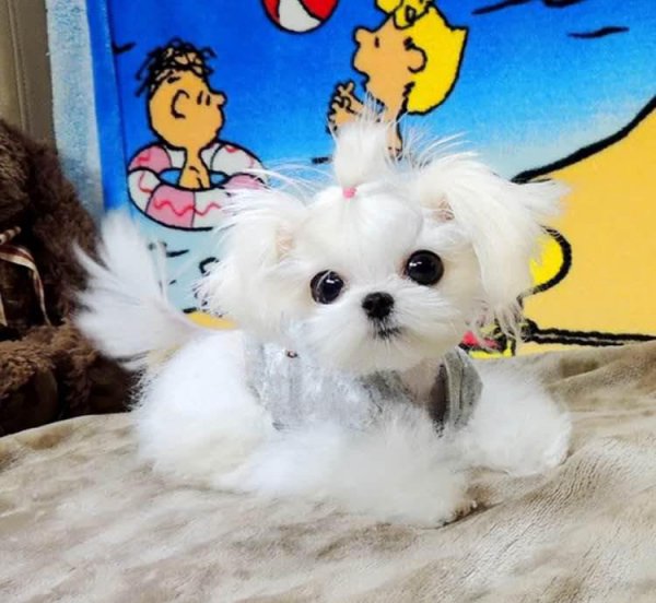 千万别养马尔济斯