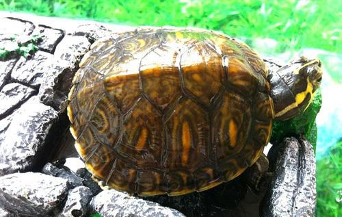 养乌龟放多少水合适