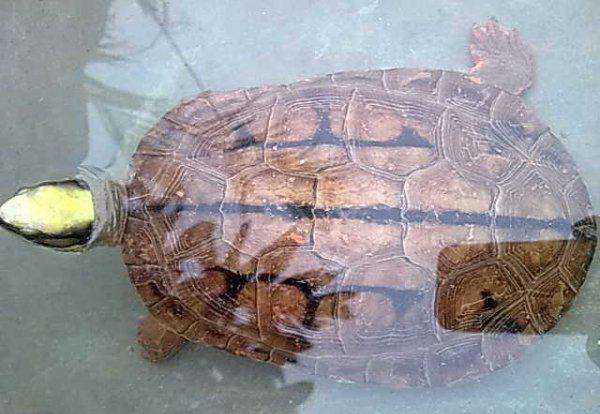 养乌龟放多少水合适