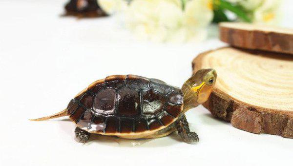 养乌龟放多少水合适