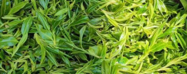 金寨野茶是什么茶