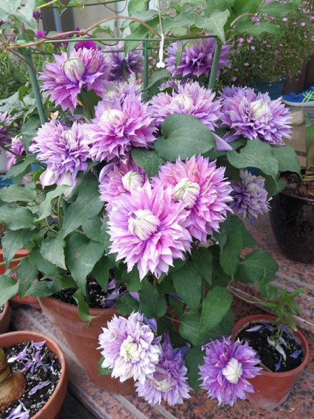 魔法喷泉铁线莲优缺点介绍