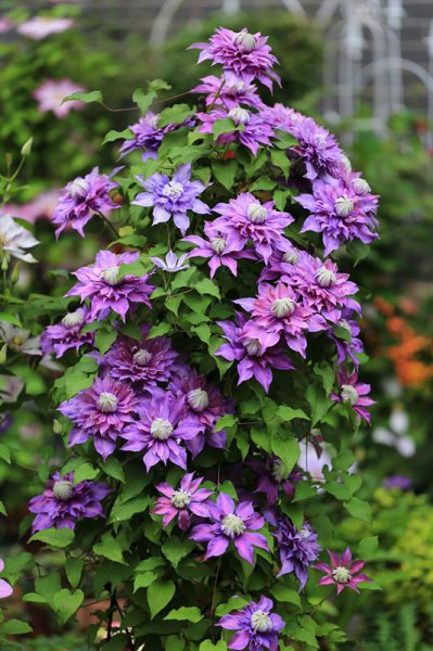 魔法喷泉铁线莲优缺点介绍