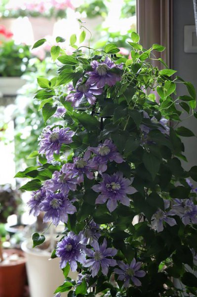 魔法喷泉铁线莲优缺点介绍