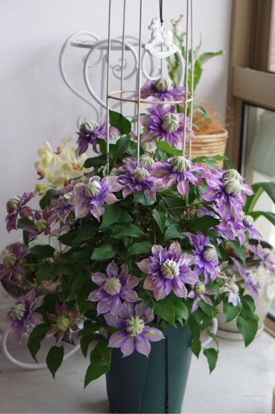 魔法喷泉铁线莲优缺点介绍