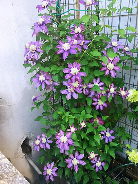 魔法喷泉铁线莲优缺点介绍