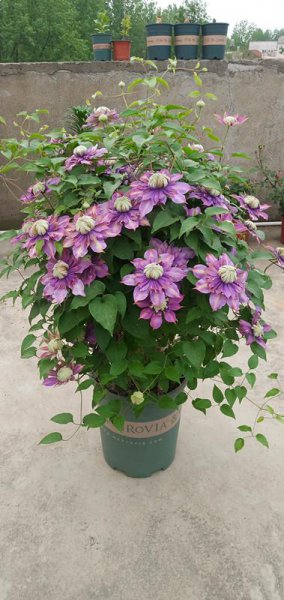 魔法喷泉铁线莲优缺点介绍