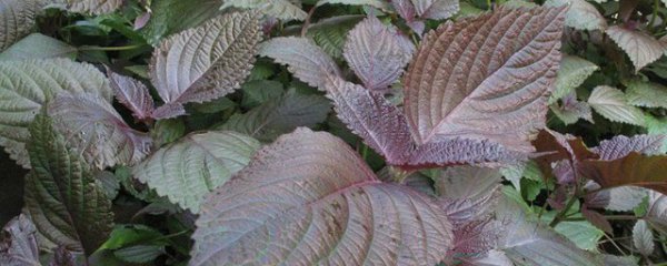 苏子的功效与作用及禁忌