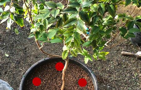 嘉宝果树施什么肥料最好