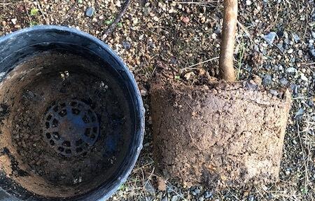 嘉宝果树施什么肥料最好