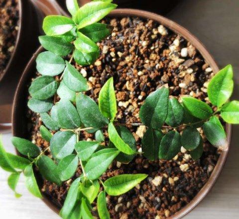 嘉宝果树施什么肥料最好