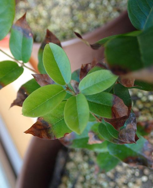 嘉宝果树施什么肥料最好