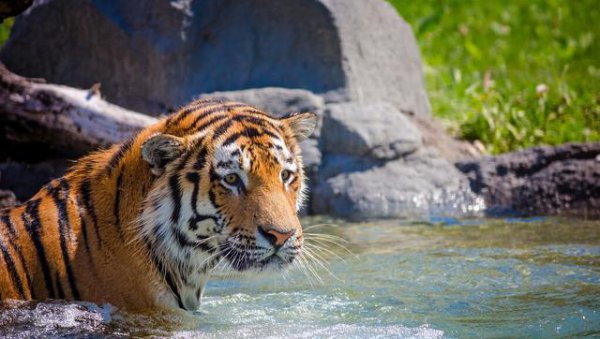 最代表男人的生肖是什么