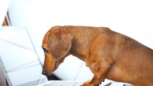 最代表男人的生肖是什么