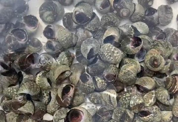 大连美食排行榜前十名